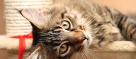 Cat-laying-580x250