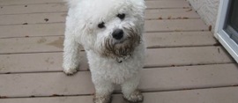 Muddy-dog-580x300
