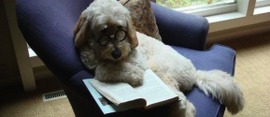 Learn-from-our-dogs-580x250