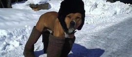 Dog-dressed-in-boots-580x250