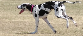 The-beautiful-great-dane-great-danes-14115104-1200-900