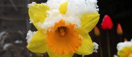 Spring-snow