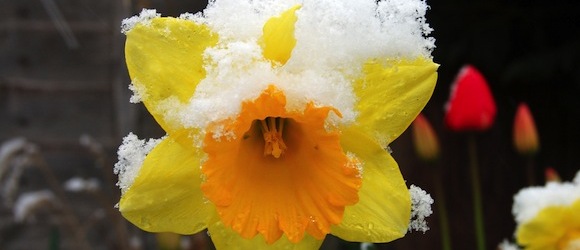 Is it Spring Yet?