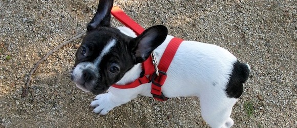 I Miss Walking my Dog
