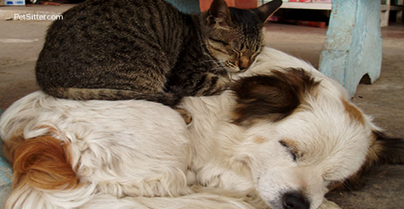 Cats are Better Pets than Dogs…