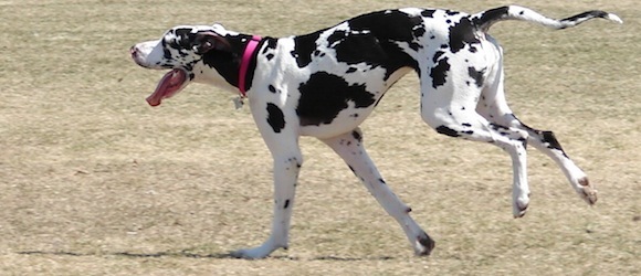 A Runaway Dog and Good Lessons Learned