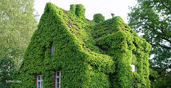 Green Your Home