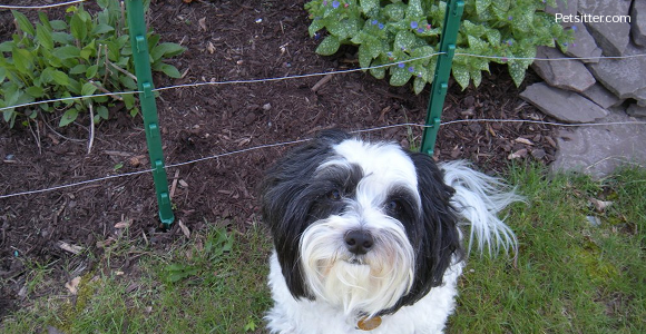 Is Your Garden Pet Safe?