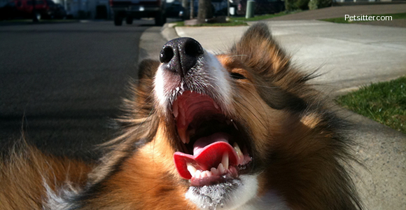 My Dog Won’t Shut Up, What Can I Do?