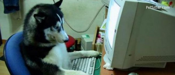 Owners That Look Like Their Dogs