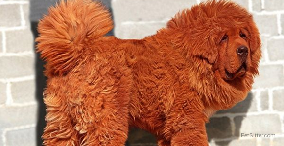 Thinking About Getting A Dog? How About A $1.5 Million Red Tibetan Mastiff? 